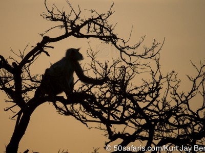 tiger safari, india, ranthambore, tiger, calendar, when to go, best, wildlife, safari, photo safari, photo tour, photographic safari, photographic tour, photo workshop, wildlife photography, 50 safaris, 50 photographic safaris, kurt jay bertels, langur monkey, feeding