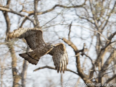 tiger safari, india, ranthambore, tiger, calendar, when to go, best, wildlife, safari, photo safari, photo tour, photographic safari, photographic tour, photo workshop, wildlife photography, 50 safaris, 50 photographic safaris, kurt jay bertels, raptor