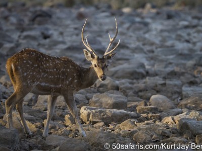 tiger safari, india, ranthambore, tiger, calendar, when to go, best, wildlife, safari, photo safari, photo tour, photographic safari, photographic tour, photo workshop, wildlife photography, 50 safaris, 50 photographic safaris, kurt jay bertels, spotted deer, chital