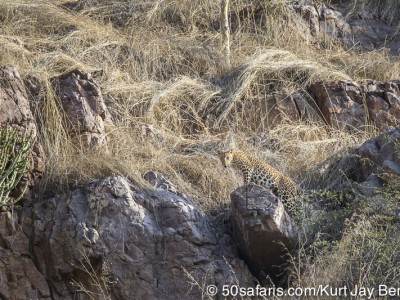 tiger safari, india, ranthambore, tiger, calendar, when to go, best, wildlife, safari, photo safari, photo tour, photographic safari, photographic tour, photo workshop, wildlife photography, 50 safaris, 50 photographic safaris, kurt jay bertels, leopard, female