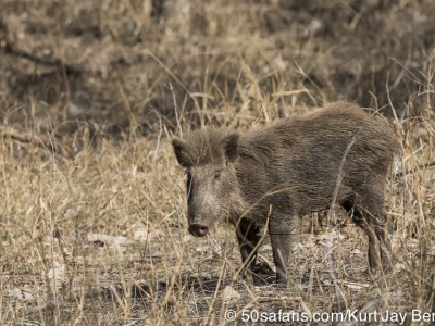 tiger safari, india, ranthambore, tiger, calendar, when to go, best, wildlife, safari, photo safari, photo tour, photographic safari, photographic tour, photo workshop, wildlife photography, 50 safaris, 50 photographic safaris, kurt jay bertels, wild boar