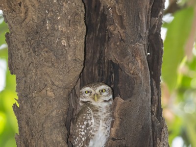 tiger safari, india, ranthambore, tiger, calendar, when to go, best, wildlife, safari, photo safari, photo tour, photographic safari, photographic tour, photo workshop, wildlife photography, 50 safaris, 50 photographic safaris, kurt jay bertels, spotted owlet