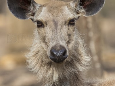 tiger safari, india, ranthambore, tiger, calendar, when to go, best, wildlife, safari, photo safari, photo tour, photographic safari, photographic tour, photo workshop, wildlife photography, 50 safaris, 50 photographic safaris, kurt jay bertels, sambar deer