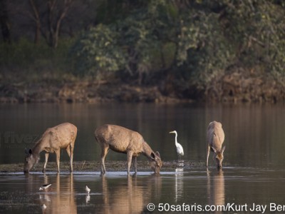 tiger safari, india, ranthambore, tiger, calendar, when to go, best, wildlife, safari, photo safari, photo tour, photographic safari, photographic tour, photo workshop, wildlife photography, 50 safaris, 50 photographic safaris, kurt jay bertels, sambar deer