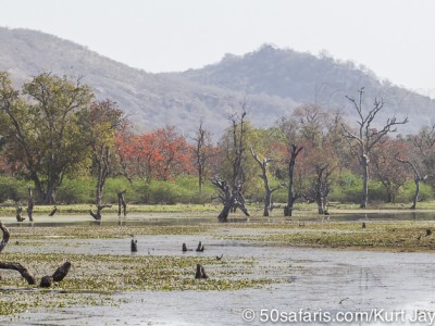 tiger safari, india, ranthambore, tiger, calendar, when to go, best, wildlife, safari, photo safari, photo tour, photographic safari, photographic tour, photo workshop, wildlife photography, 50 safaris, 50 photographic safaris, kurt jay bertels, lake,