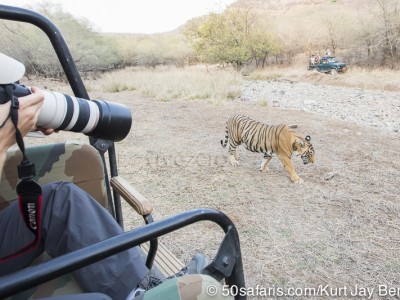 tiger safari, india, ranthambore, tiger, calendar, when to go, best, wildlife, safari, photo safari, photo tour, photographic safari, photographic tour, photo workshop, wildlife photography, 50 safaris, 50 photographic safaris, kurt jay bertels, tiger, male, large, adult, gypsy, canter, jeep