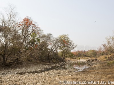 tiger safari, india, ranthambore, tiger, calendar, when to go, best, wildlife, safari, photo safari, photo tour, photographic safari, photographic tour, photo workshop, wildlife photography, 50 safaris, 50 photographic safaris, kurt jay bertels, waterhole, river