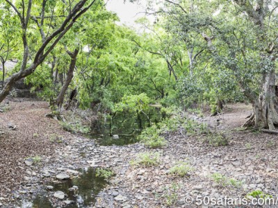 tiger safari, india, ranthambore, tiger, calendar, when to go, best, wildlife, safari, photo safari, photo tour, photographic safari, photographic tour, photo workshop, wildlife photography, 50 safaris, 50 photographic safaris, kurt jay bertels, waterhole, river