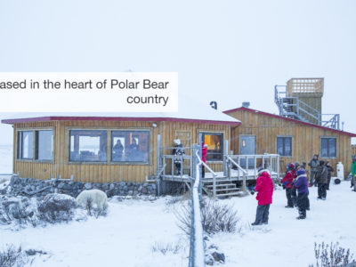 Polar bear safari, five zero safaris
