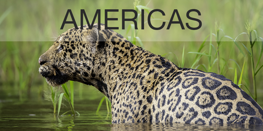 FiveZero Safaris, Jaguar, Brazil Safari