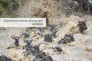 Great migration safari, fivezero safaris