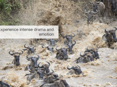 Great migration safari, fivezero safaris