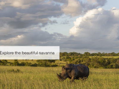 South Africa safari, five zero safaris