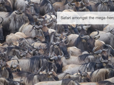 Great migration safari, fivezero safaris