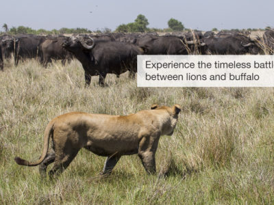 Okavango Delta, Safari, Botswana, Fivezero Safaris