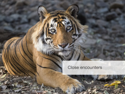 tiger safari, fivezero safaris