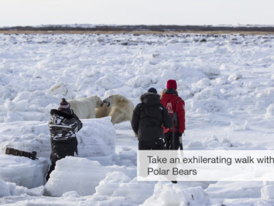 Polar bear safari, five zero safaris