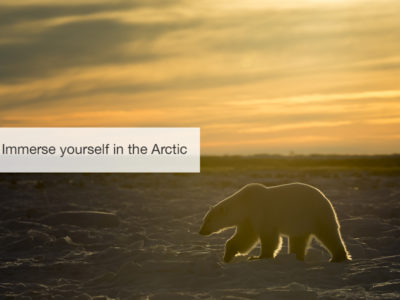 Polar bear safari, five zero safaris