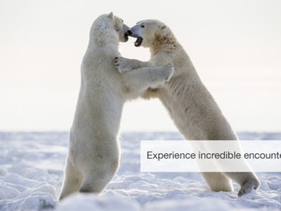 Polar bear safari, five zero safaris