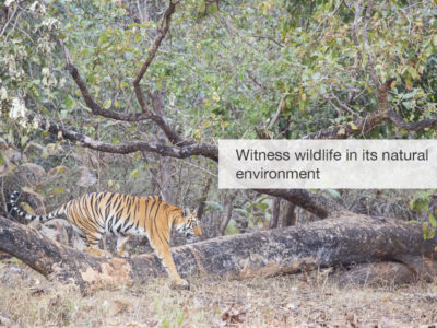 tiger safari, fivezero safaris