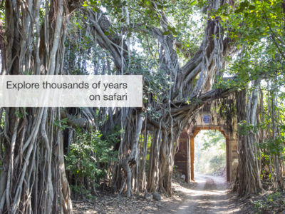 tiger safari, fivezero safaris