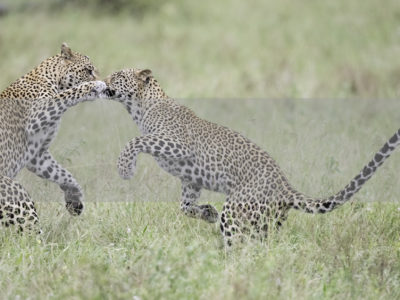 Permalink to The Predators Safari in South Africa