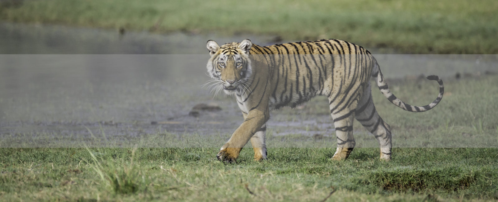 Tiger Safari, FiveZero Safaris