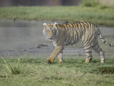 Permalink to The Tiger Safari in India