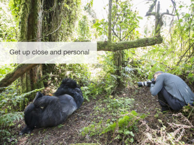 Gorilla safari, fivezero safaris
