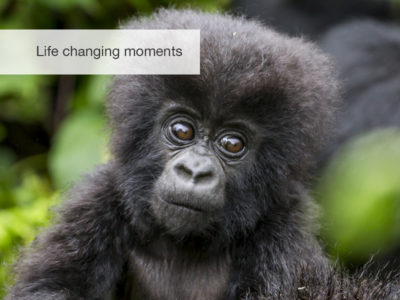 Gorilla safari, fivezero safaris