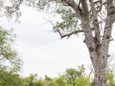 calendar, when to go, best, wildlife, safari, photo safari, photo tour, photographic safari, photographic tour, photo workshop, wildlife photography, five zero safaris, five zero photographic safaris, fivezero, kurt jay bertels, south africa, leopard, tree, feeding, hyena