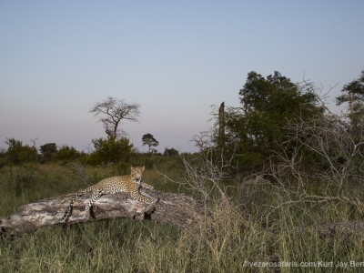 calendar, when to go, best, wildlife, safari, photo safari, photo tour, photographic safari, photographic tour, photo workshop, wildlife photography, five zero safaris, five zero photographic safaris, fivezero, kurt jay bertels, south africa, leopard, tree