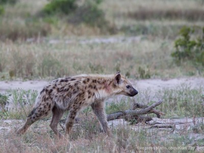 calendar, when to go, best, wildlife, safari, photo safari, photo tour, photographic safari, photographic tour, photo workshop, wildlife photography, five zero safaris, five zero photographic safaris, fivezero, kurt jay bertels, south africa, spotted hyena, hyena