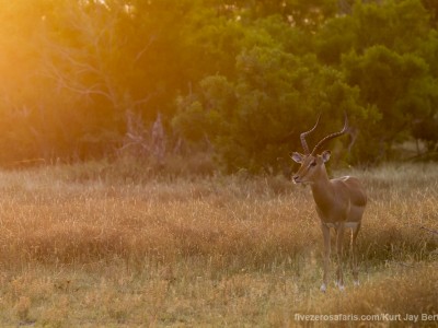 calendar, when to go, best, wildlife, safari, photo safari, photo tour, photographic safari, photographic tour, photo workshop, wildlife photography, five zero safaris, five zero photographic safaris, fivezero, kurt jay bertels, south africa, impala