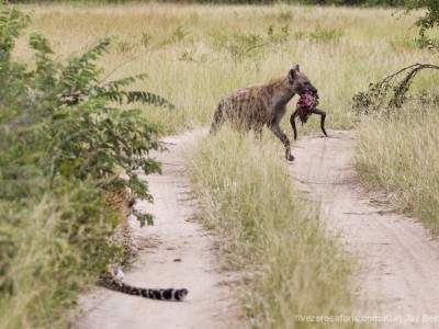 calendar, when to go, best, wildlife, safari, photo safari, photo tour, photographic safari, photographic tour, photo workshop, wildlife photography, five zero safaris, five zero photographic safaris, fivezero, kurt jay bertels, south africa, leopard, hyena, kill, nay