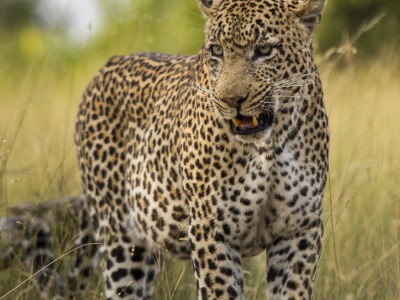 calendar, when to go, best, wildlife, safari, photo safari, photo tour, photographic safari, photographic tour, photo workshop, wildlife photography, five zero safaris, five zero photographic safaris, fivezero, kurt jay bertels, south africa, male, leopard