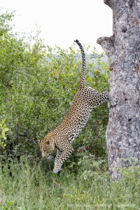 calendar, when to go, best, wildlife, safari, photo safari, photo tour, photographic safari, photographic tour, photo workshop, wildlife photography, five zero safaris, five zero photographic safaris, fivezero, kurt jay bertels, south africa, male, leopard, jumping