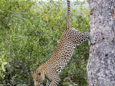 calendar, when to go, best, wildlife, safari, photo safari, photo tour, photographic safari, photographic tour, photo workshop, wildlife photography, five zero safaris, five zero photographic safaris, fivezero, kurt jay bertels, south africa, male, leopard, jumping