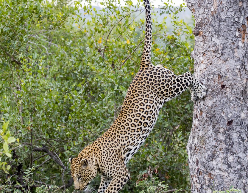 Permalink to The leopard jumps out of the tree