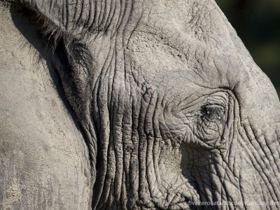 calendar, when to go, best, wildlife, safari, photo safari, photo tour, photographic safari, photographic tour, photo workshop, wildlife photography, five zero safaris, five zero photographic safaris, fivezero, kurt jay bertels, south africa, elephant