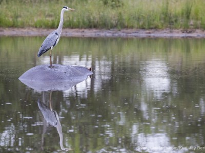 calendar, when to go, best, wildlife, safari, photo safari, photo tour, photographic safari, photographic tour, photo workshop, wildlife photography, five zero safaris, five zero photographic safaris, fivezero, kurt jay bertels, south africa, hippo, grey heron