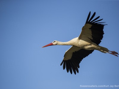 calendar, when to go, best, wildlife, safari, photo safari, photo tour, photographic safari, photographic tour, photo workshop, wildlife photography, five zero safaris, five zero photographic safaris, fivezero, kurt jay bertels, south africa, white stork