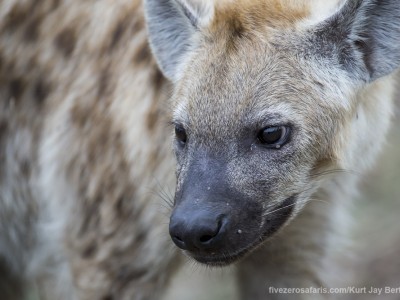 calendar, when to go, best, wildlife, safari, photo safari, photo tour, photographic safari, photographic tour, photo workshop, wildlife photography, five zero safaris, five zero photographic safaris, fivezero, kurt jay bertels, south africa, spotted hyena