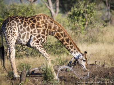 calendar, when to go, best, wildlife, safari, photo safari, photo tour, photographic safari, photographic tour, photo workshop, wildlife photography, five zero safaris, five zero photographic safaris, fivezero, kurt jay bertels, south africa, giraffe, drinking