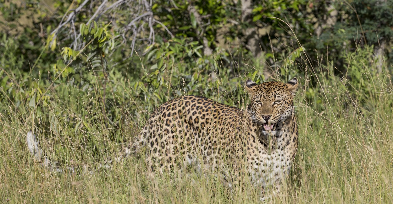 Permalink to The female leopard showing off her flehmen grimace