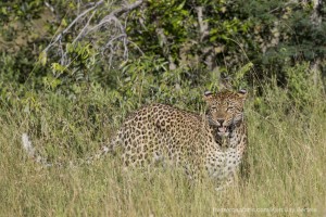 calendar, when to go, best, wildlife, safari, photo safari, photo tour, photographic safari, photographic tour, photo workshop, wildlife photography, five zero safaris, five zero photographic safaris, fivezero, kurt jay bertels, south africa, leopard, female
