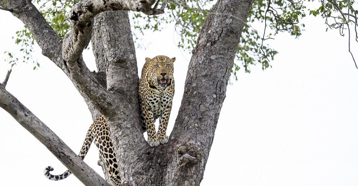 Permalink to The Classic South African Safari: Day 3