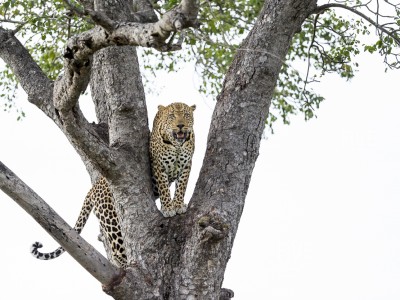 calendar, when to go, best, wildlife, safari, photo safari, photo tour, photographic safari, photographic tour, photo workshop, wildlife photography, five zero safaris, five zero photographic safaris, fivezero, kurt jay bertels, south africa, male, leopard, tree