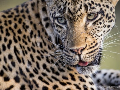 calendar, when to go, best, wildlife, safari, photo safari, photo tour, photographic safari, photographic tour, photo workshop, wildlife photography, five zero safaris, five zero photographic safaris, fivezero, kurt jay bertels, south africa, female, leopard