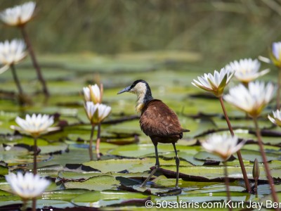 Botswana, chobe river, calendar, when to go, best, wildlife, safari, photo safari, photo tour, photographic safari, photographic tour, photo workshop, wildlife photography, 50 safaris, 50 photographic safaris, kurt jay bertels, african jacana